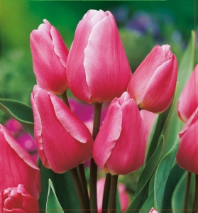 TULIPAN Happy Family 5szt.