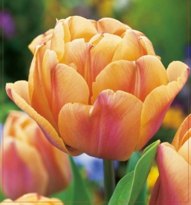 TULIPAN Freeman 5szt.