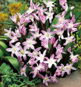 ŚNIEŻNIK (Chionodoxa) Pink Giant 5szt.
