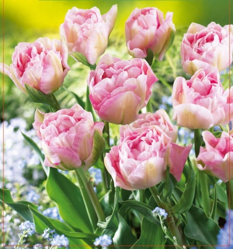 TULIPAN Angelique