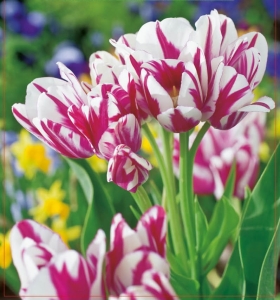 TULIPAN Flaming Club 5szt.
