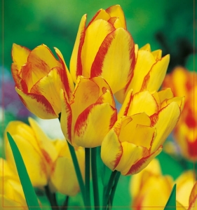 TULIPAN Georgette 5szt.