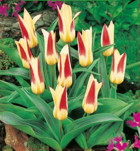 TULIPAN Johann Strauss 5szt.