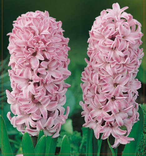 HIACYNT Splendid Cornelia
