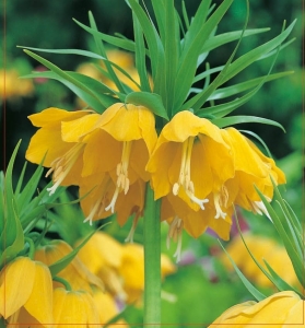 Szachownica (Fritillaria) Lutea 1szt.