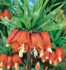 Szachownica (Fritillaria) Rubra 1szt.