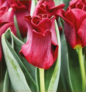 TULIPAN Red Dress 4szt.