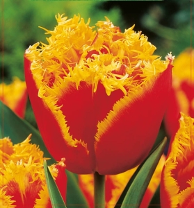 TULIPAN Lambada 5szt.