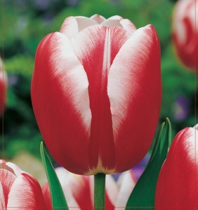TULIPAN Lucky Strike 5szt.
