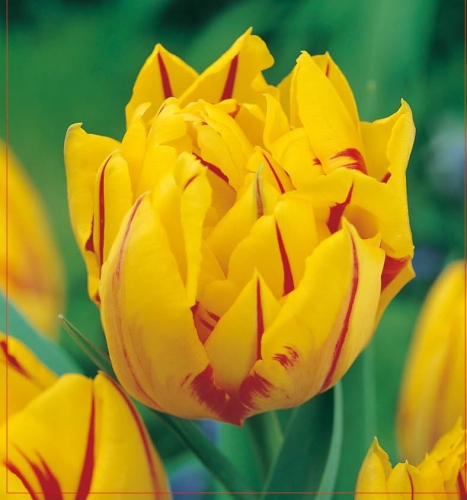 TULIPAN pełny Monsella