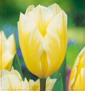 TULIPAN Sweetheart 5szt.