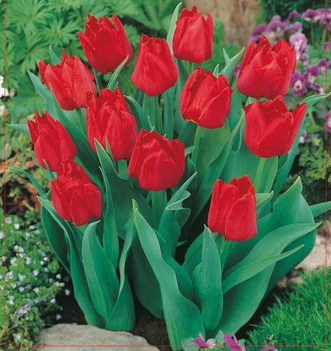 Cebulki kwiatowe - Tulipan Abba 5szt.