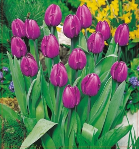 TULIPAN Blue Ribbon 5szt.