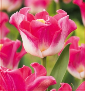 TULIPAN Crown of Dynasty 4szt.
