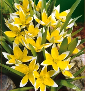 TULIPAN Tarda 5szt.
