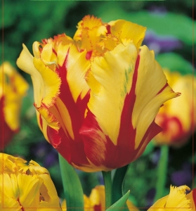 TULIPAN Texas Flame 5szt.