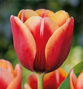 TULIPAN Tennessee 5szt.