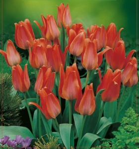 TULIPAN Toronto 5szt.
