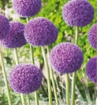 Czosnek ozdobny (Allium) Giganteum 1szt.