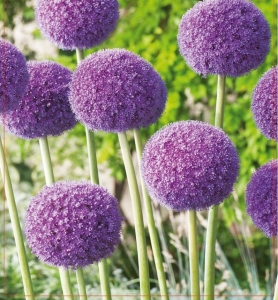 Czosnek ozdobny (Allium) Giganteum 1szt.