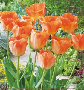 TULIPAN Daydream 5szt.