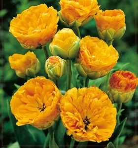 TULIPAN Double Beauty of Apeldoorn 5szt.