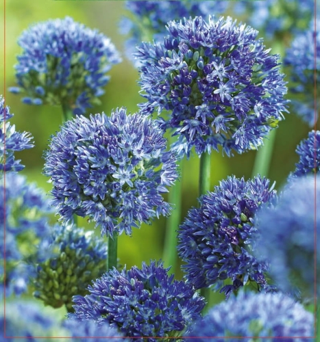 Cebulki kwiatowe - Czosnek Ozdobny Caeruleum 10szt.