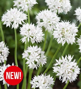 Czosnek ozdobny (Allium) Gracefull Beauty 5szt.