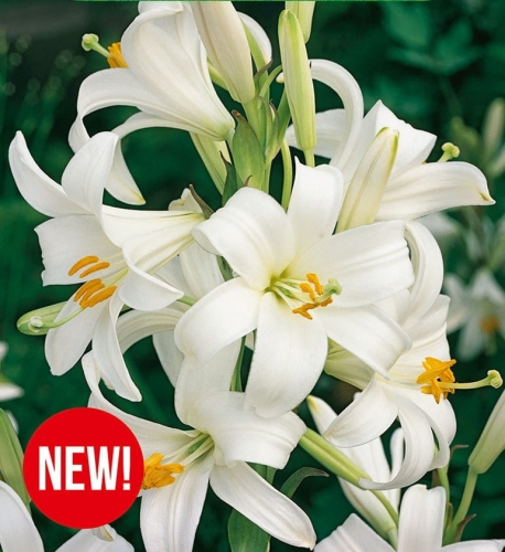 LILIA Candidum