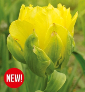 TULIPAN Vanilla Coup 3szt.