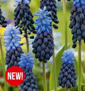 Szafirek (Muscari) Latifolium 15szt.