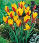 TULIPAN Chrysantha 5szt.
