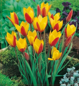 TULIPAN Chrysantha 5szt.