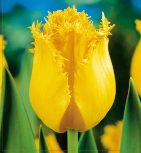 TULIPAN Hamilton 5szt.