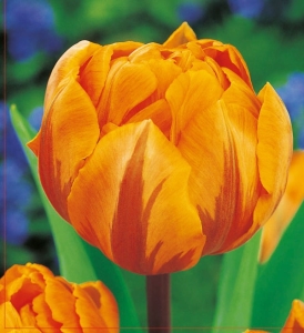 TULIPAN Orange Princess 5szt.