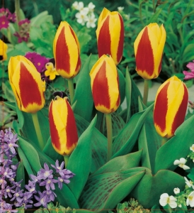 TULIPAN Stresa 5szt.