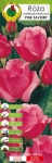 Róża wielkokwiatowa ciemnoróżowa Pink Favorit