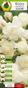 Róża rabatowa biała Glacier