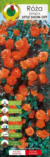 RÓŻA PNĄCA HERBACIANA 'Little Show-off'