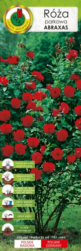 RÓŻA PARKOWA CZERWONA 'Abraxas'