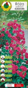 Róża parkowa różowa Elmshorn