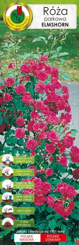 Róża parkowa różowa 'Elmshorn'