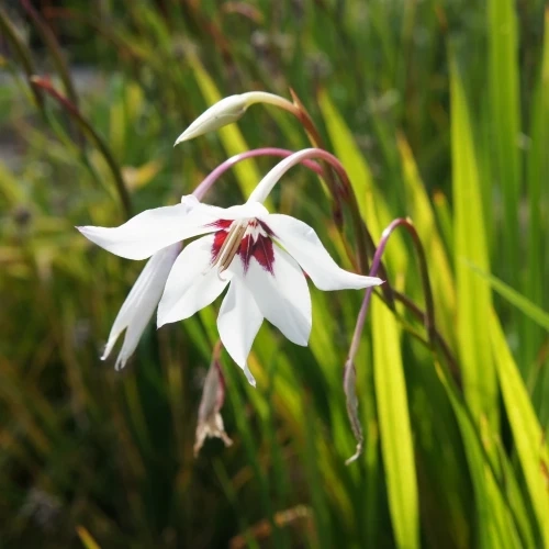 Mieczyk Abisyński BICOLOR