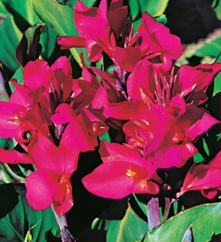 Kanna (Paciorecznik) Crimson Beauty 1szt.