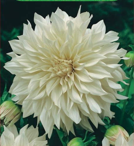 Dahlia Cafe au Lait (dec) (_4115)_page-0001.jpg