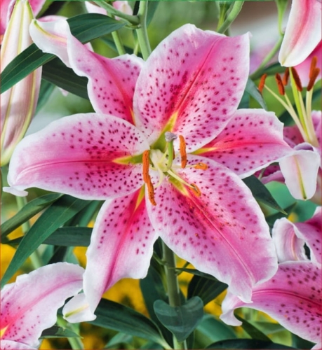 Lilia (Lilium) Stargazer 1szt.