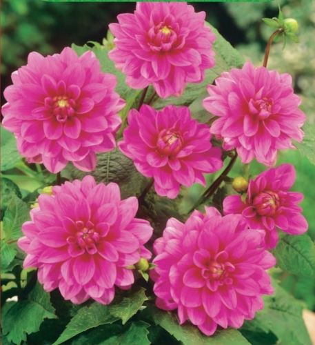 Dahlia Bluesette (dec) (_9476)_page-0001.jpg