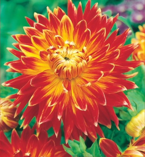 Dahlia Akita (dec) (_9537)_page-0001.jpg
