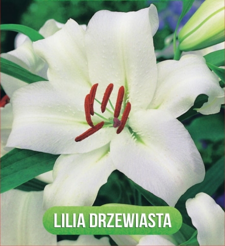 Lilium Pretty Woman (drzewiasta) (_9575)_page-0001.jpg
