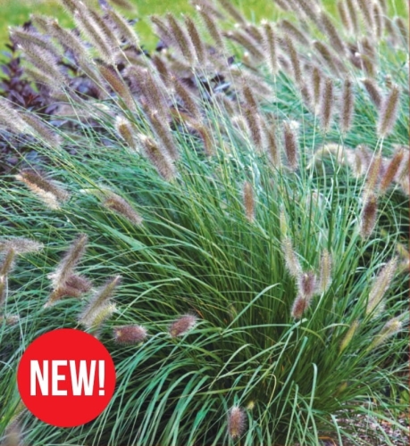 Rozplenica japońska (Pennisetum) Magic 1szt.